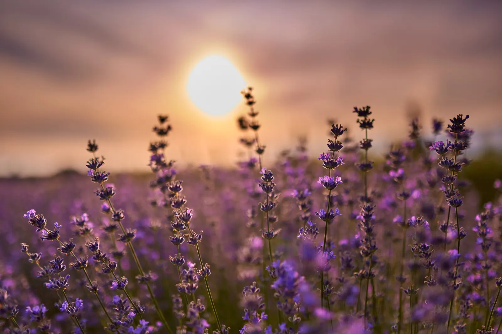 Campo de lavanda ao pôr do sol